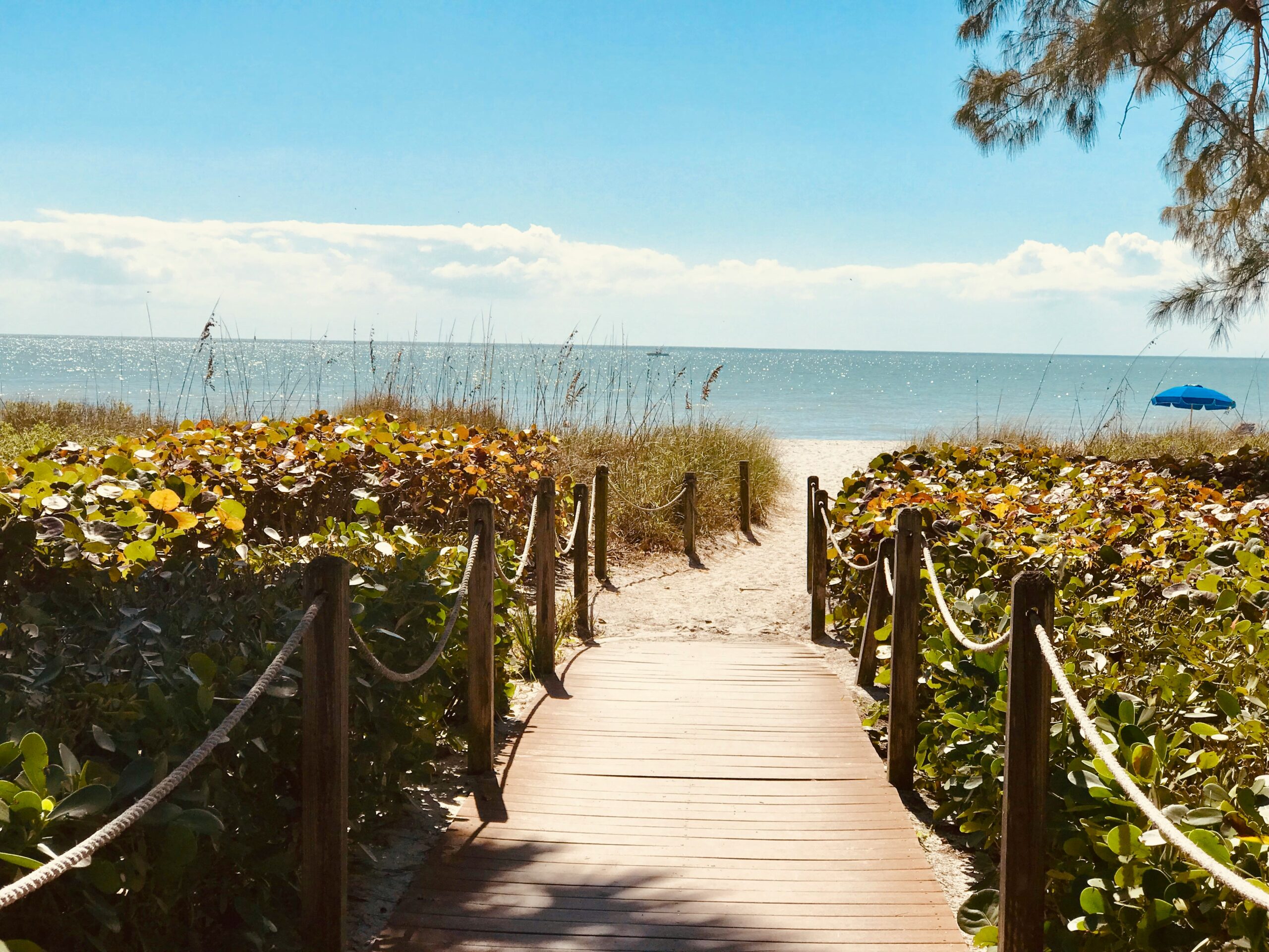 Wooden boardwalk leading through sea grapes to a Sanibel Island beach