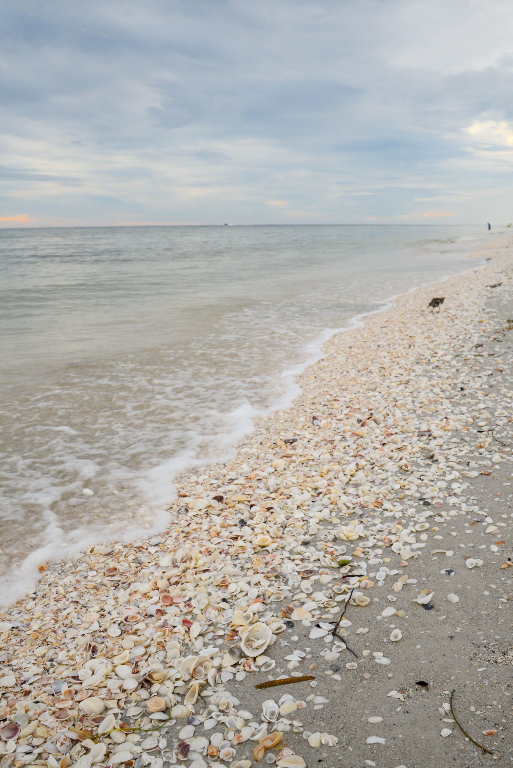 Shell-covered shoreline along the Gulf on Sanibel Island