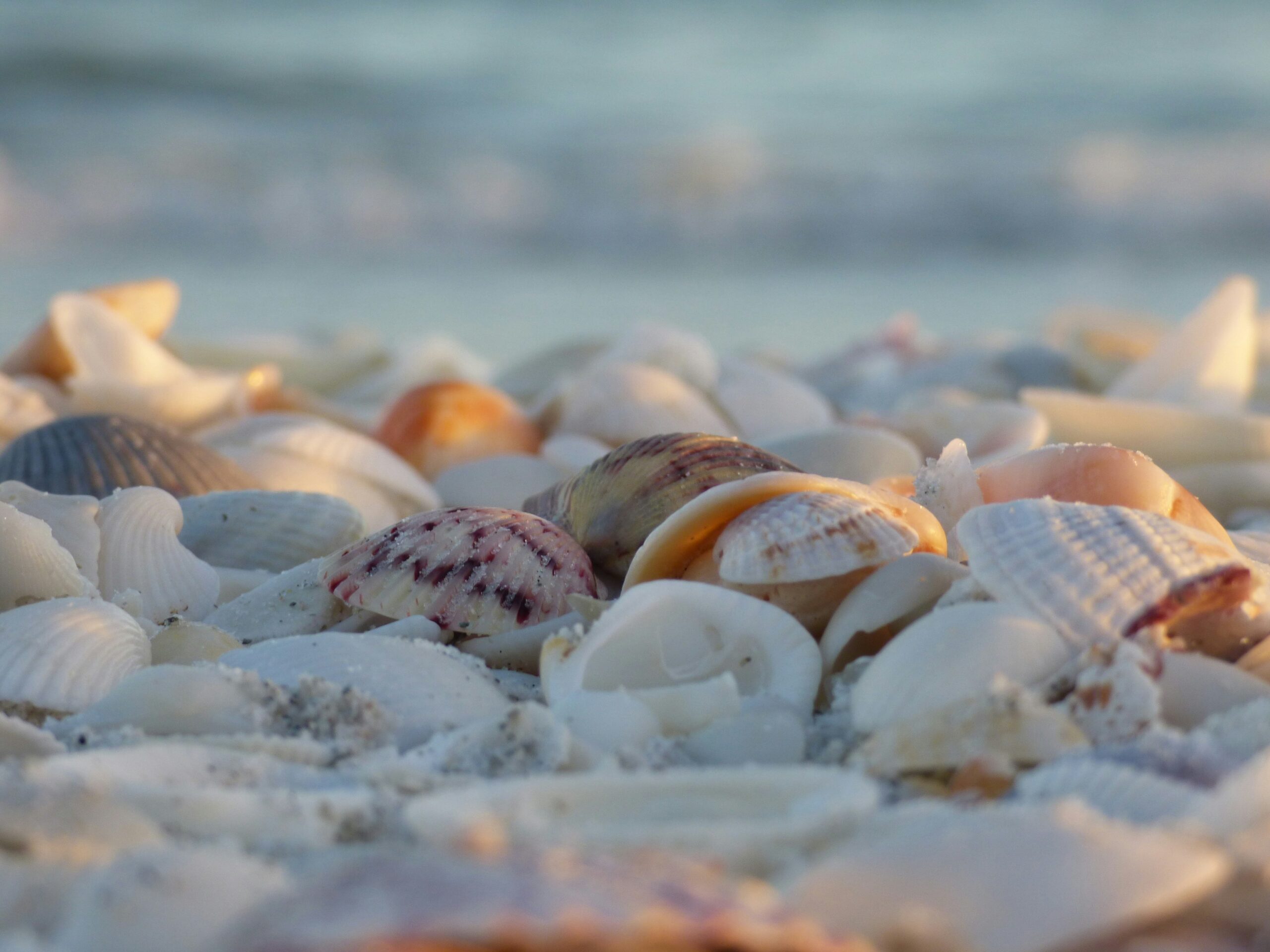 Close-up of colorful seashells scattered across the sand on Sanibel Island